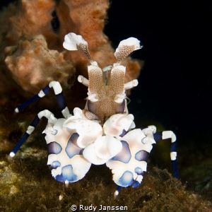 Harlequin shrimp by Rudy Janssen 